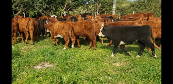 Lote 70 Terneros/as en Villaguay, Entre Ríos