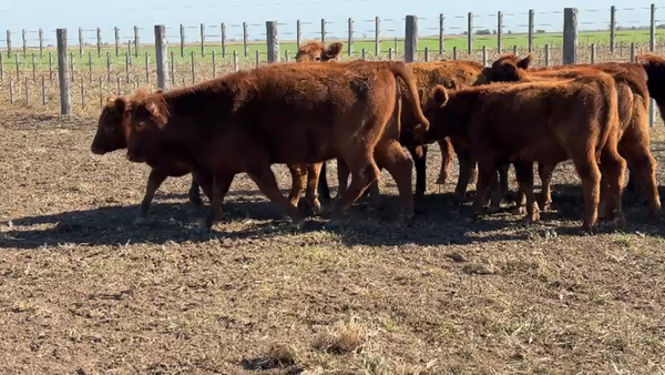 Lote 31 Terneros/as en La Carlota, Córdoba
