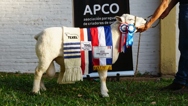 Lote Texel Expo Internacional 2022 - Lote 39