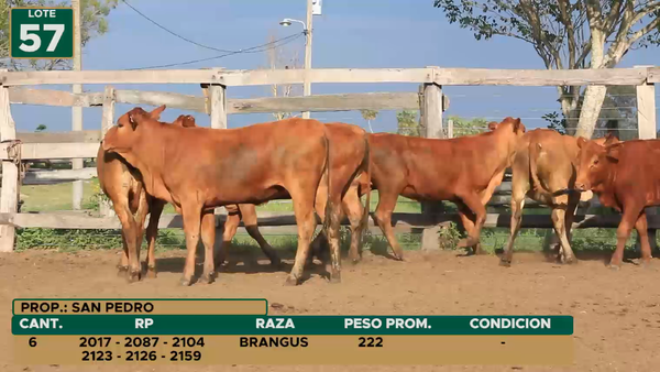 Lote HEMBRAS LOTE 57