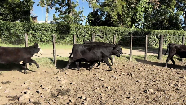 Lote VAQUILLONAS 1 A 2 AÑOS