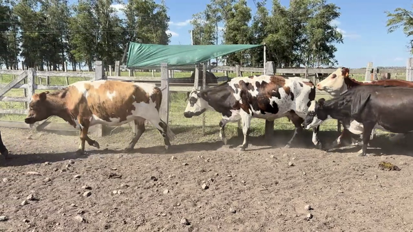 Lote VACAS ENTORADAS