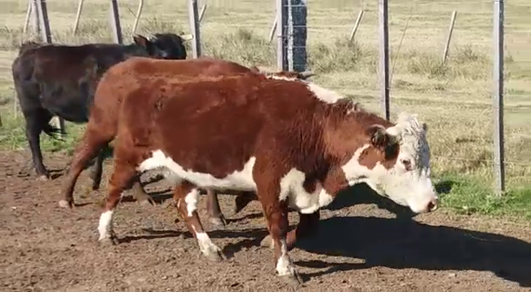 Lote (Vendido)3 Vacas de Invernada 380kg -  en RUTA 53