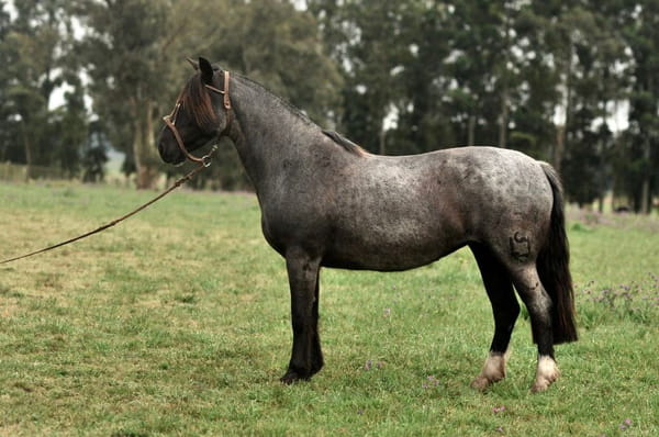 Lote Cañada Luna Vieja (RP 395) Cabaña "La Cañada"
