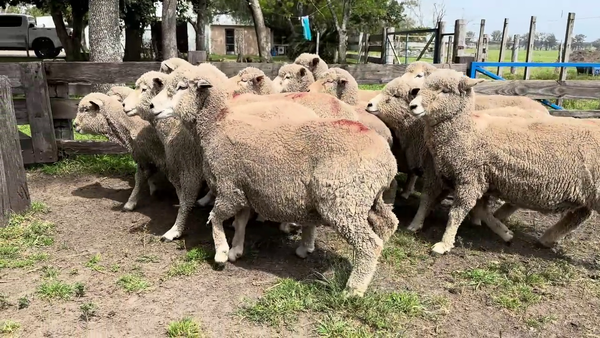 Lote OVEJAS