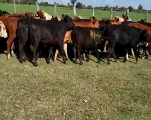 Lote 45 Terneros en Villaguay, Entre Ríos