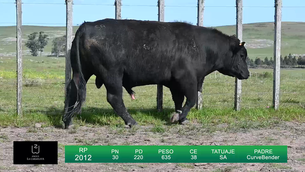 Lote TOROS LA CARMELITA