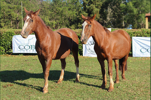Lote DEL SIETE MARINADA