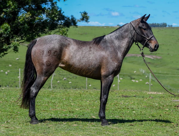 Lote Chispa La Calavera