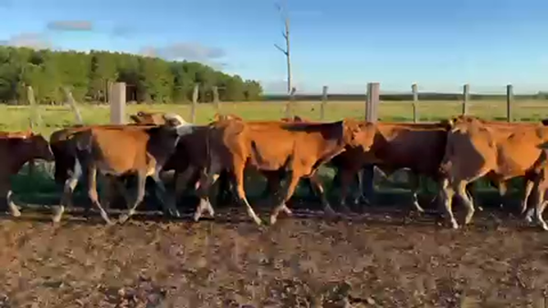 Lote 100 Terneros en Virasoro, Corrientes