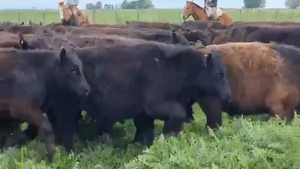 Lote 70 Terneros en Dolores, Buenos Aires