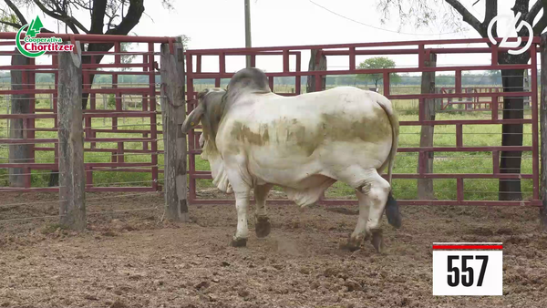 Lote Brahman