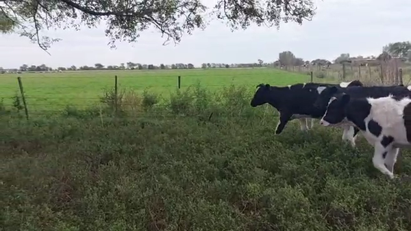 Lote Terneras - Javier Sattler