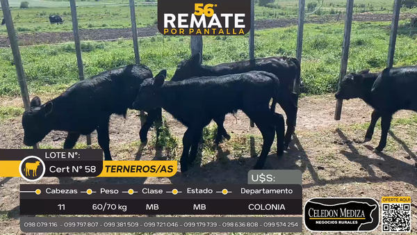 Lote 11 Terneros y Terneras en Radial Conchillas, Colonia