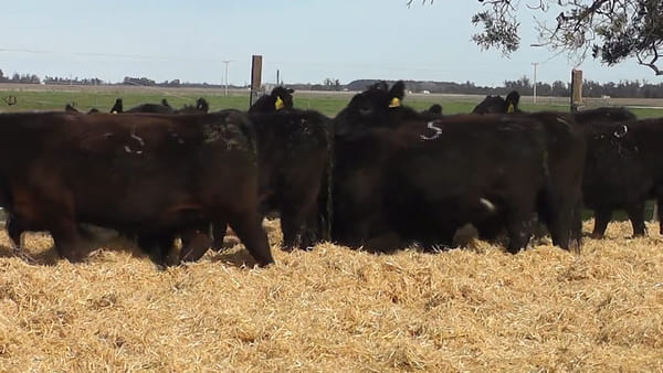 Lote Vaquillonas Negras Preñadas
