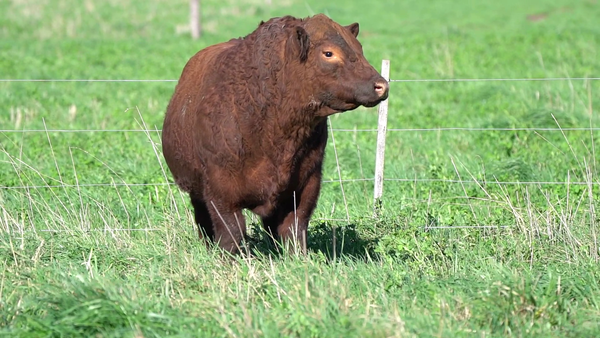 Lote TORO