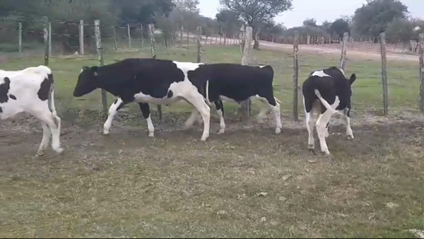 Lote (Vendido)5 Terneros Holando 260kg -  en Dolores