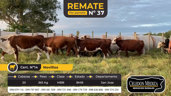 Lote 20 Novillos en San José