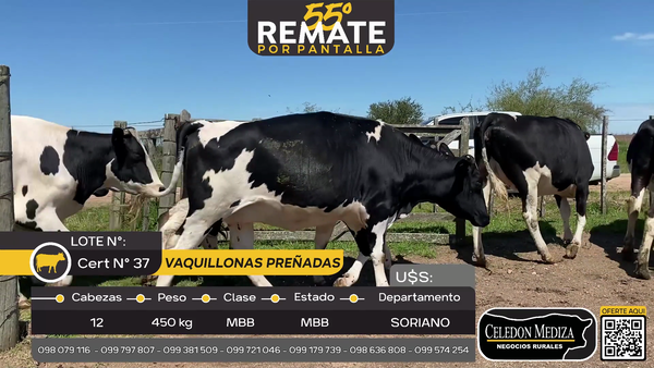 Lote 12 Vaquillonas preñadas en Piedra Chata, a 20 km de Cardona, Soriano