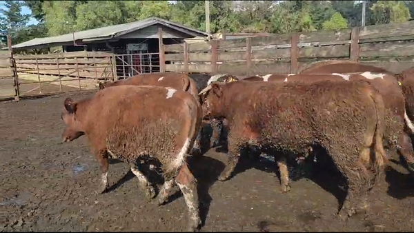 Lote 20 Novillo Gordo en Los Ángeles, VIII Región Biobío