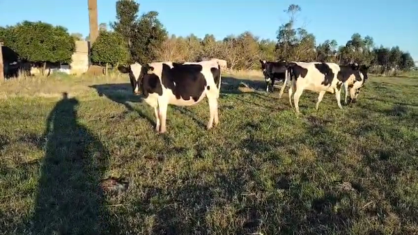 Lote 5 Vaquillonas , San José