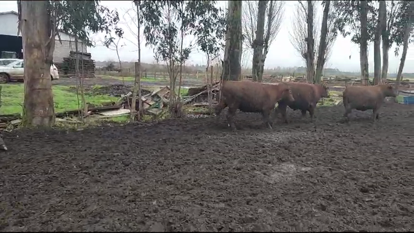 Lote 18 Novillo Gordo en Los Ángeles, VIII Región Biobío