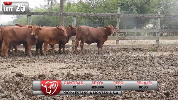 Lote LOTE 25
