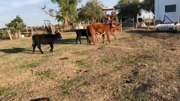 Lote 4 Pc Angus y Hereford