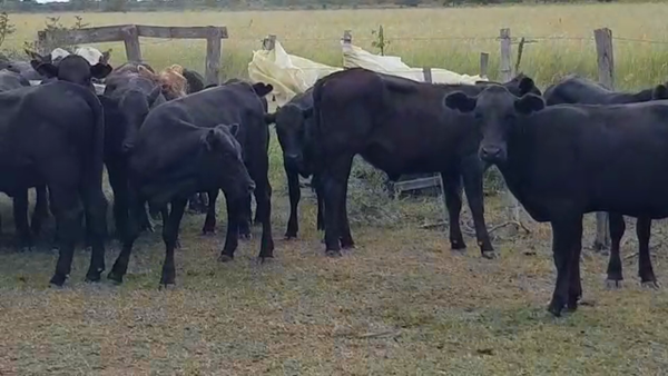 Lote 74 Terneras en Villa Ángela, Chaco