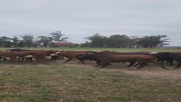 Lote 110 Terneras Braford y sus cruzas en Esquina, Corrientes