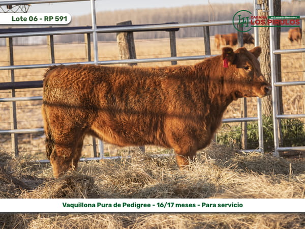 Lote VAQUILLONAS PURAS DE PEDIGREE