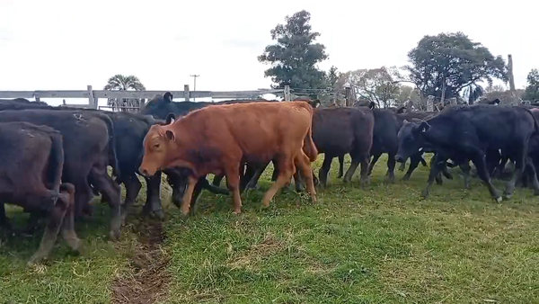 Lote 72 Terneros en Corrientes, Goya