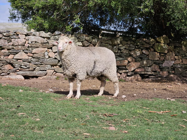 Lote Carneros, Lavalleja