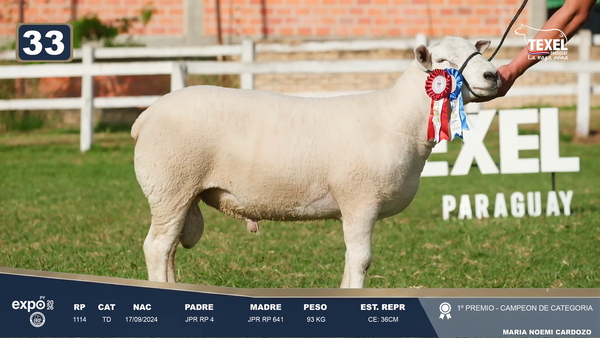 Lote LOTE 33