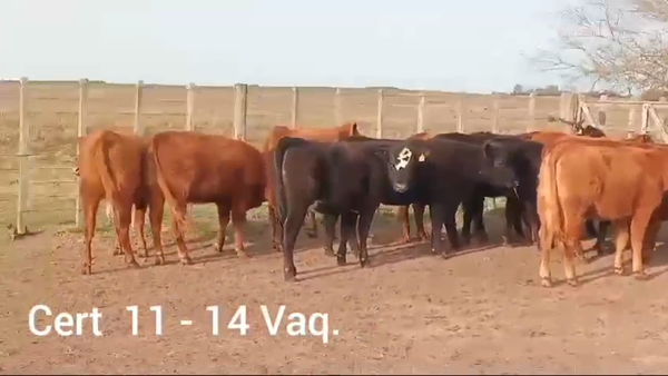 Lote VAQUILLONAS DE 1 A 2