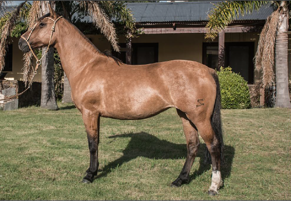 Lote VIOLINA DEL MAVIAL