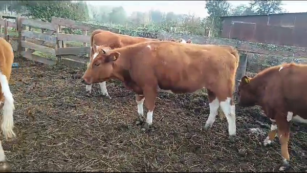 Lote 18 Vaquilla Engorda en Mariquina, XIV Región Los Ríos