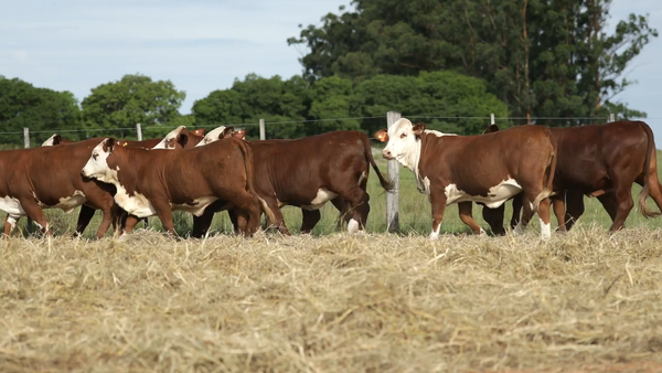 Lote Vaquilla Para Servicio
