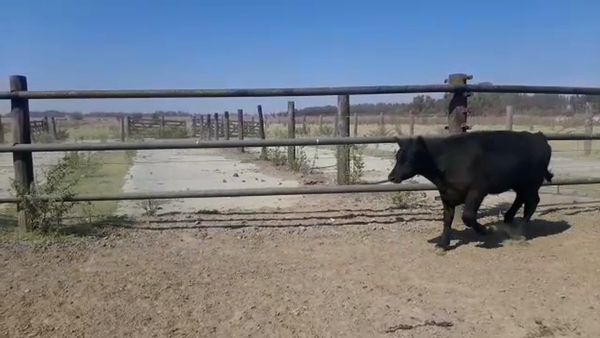 Lote 45 Terneros/as en Brandsen, Buenos Aires