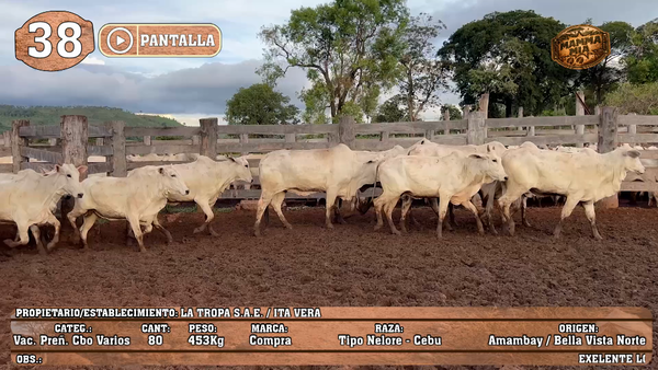 Lote LOTE 38 - POR PANTALLA