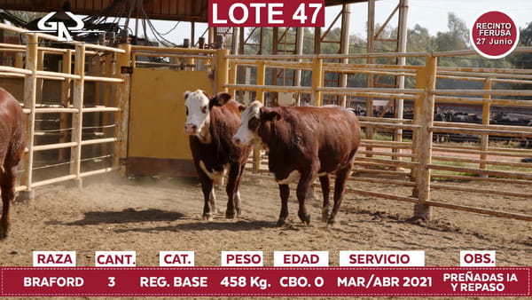 Lote Reproductores de Alborada - Lote 47