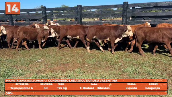 Lote LOTE 14