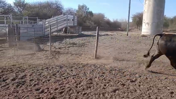 Lote 50 Vacas faena en San Luis, Cortaderas