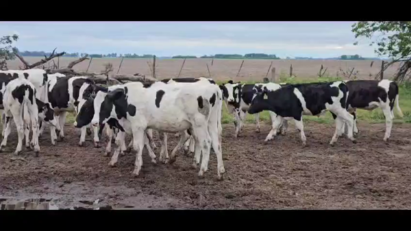 Lote 66 Terneros en Hipólito Yrigoyen, Buenos Aires