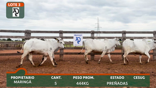 Lote MARINGÁ