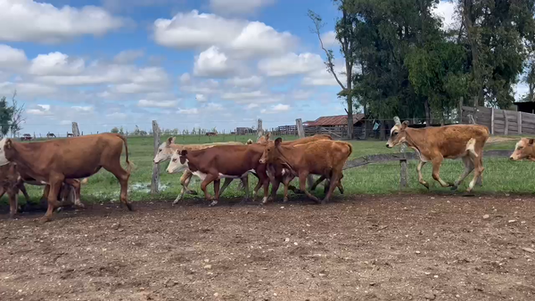 Lote 120 Terneros/as