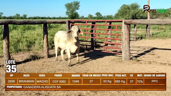 Lote TORO BRAHMAN - GANADERA ALIGUATA SA