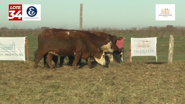 Lote Vaquillas Braford Planteleras Señal ´20-Preñadas IATF (22-12-2022) y Servicio Colectivo (01/01/23 al 05/02/23)