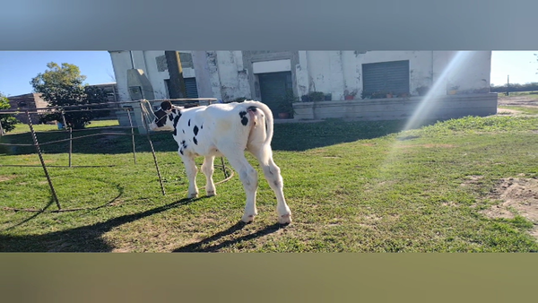 Lote Terneras - dante albrecht rp 169