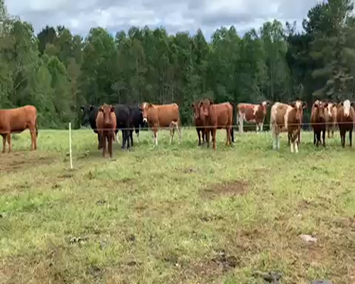 Lote 42 Ternera en Purranque, X Región Los Lagos